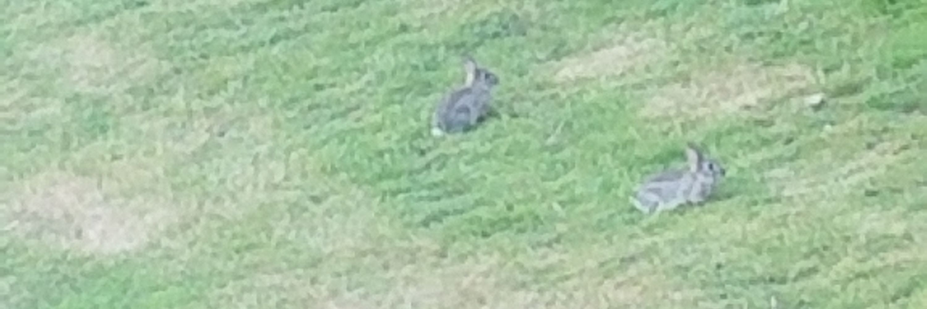 a bunny just one bunny