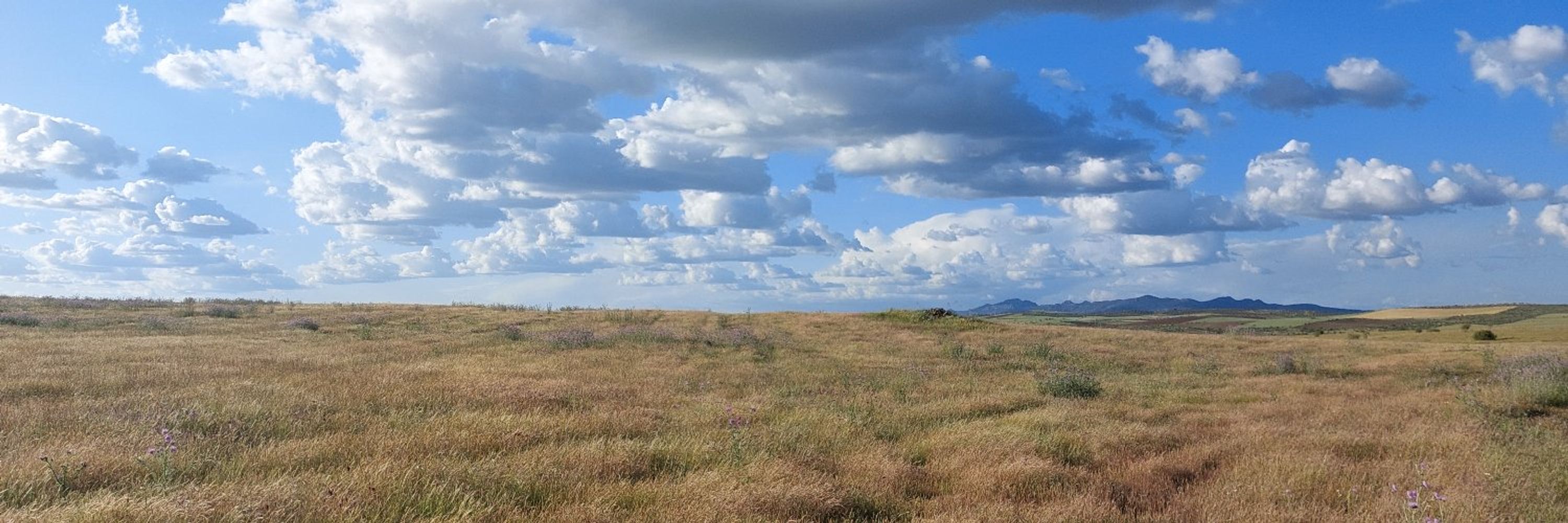 Steppe Birds MOVE