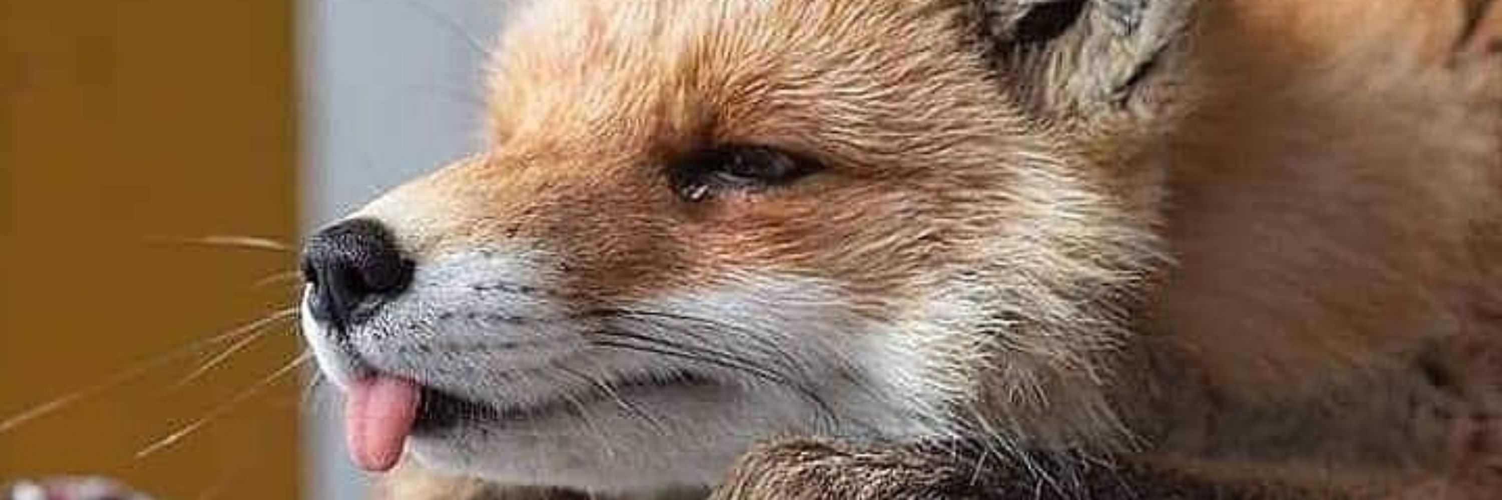 SwiftTheFox