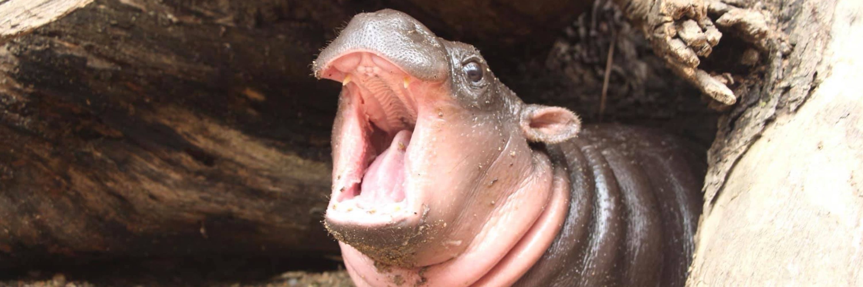 Chonky 