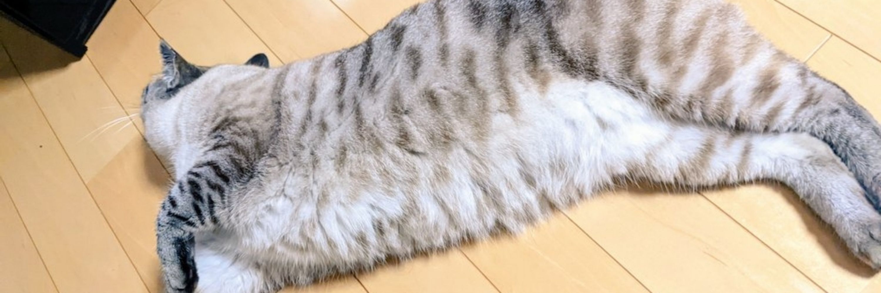 みきお