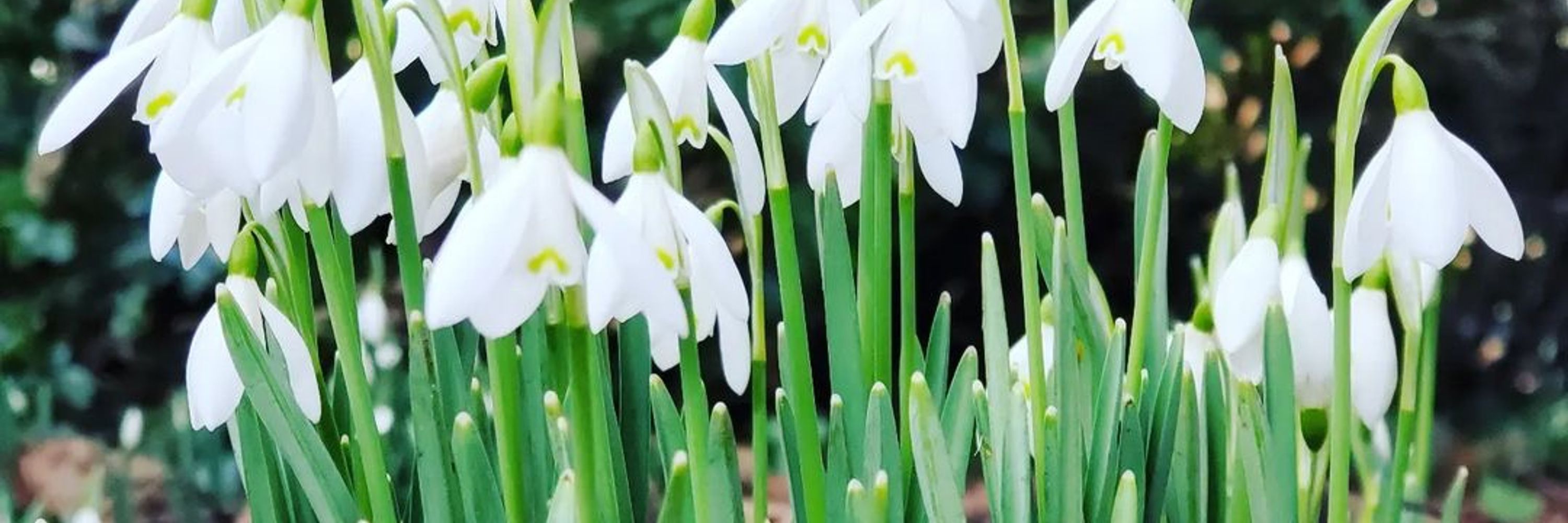 WWOOF UK - membership organisation & charity.
