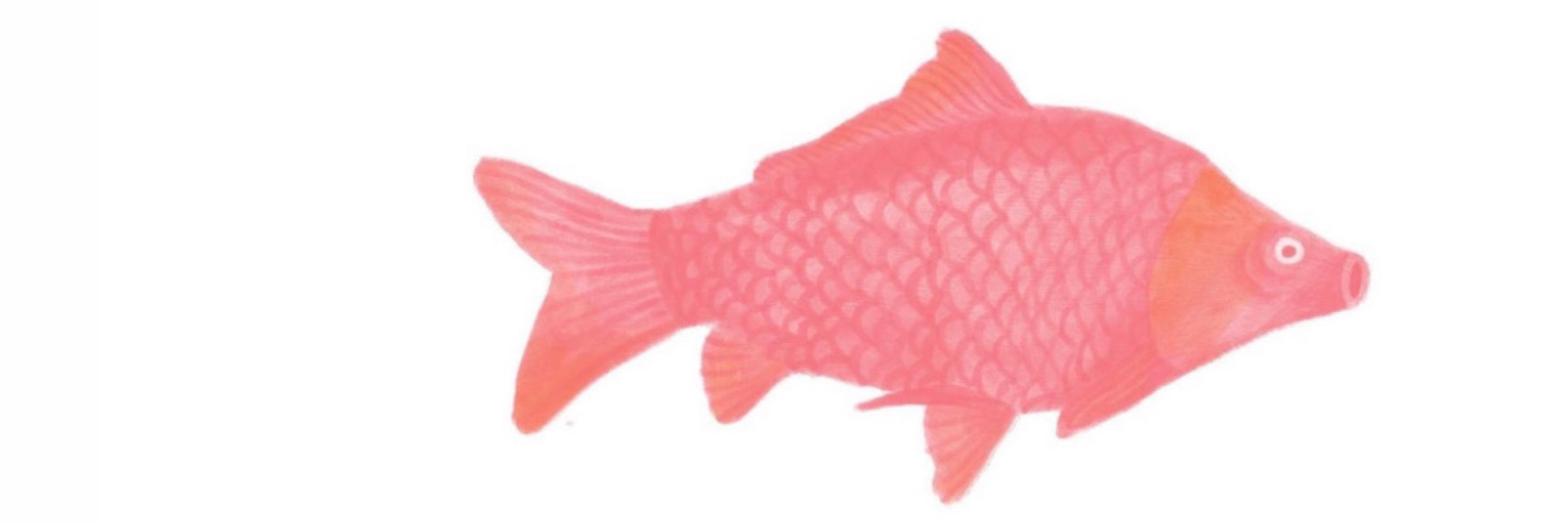 Sapo de oclinho 