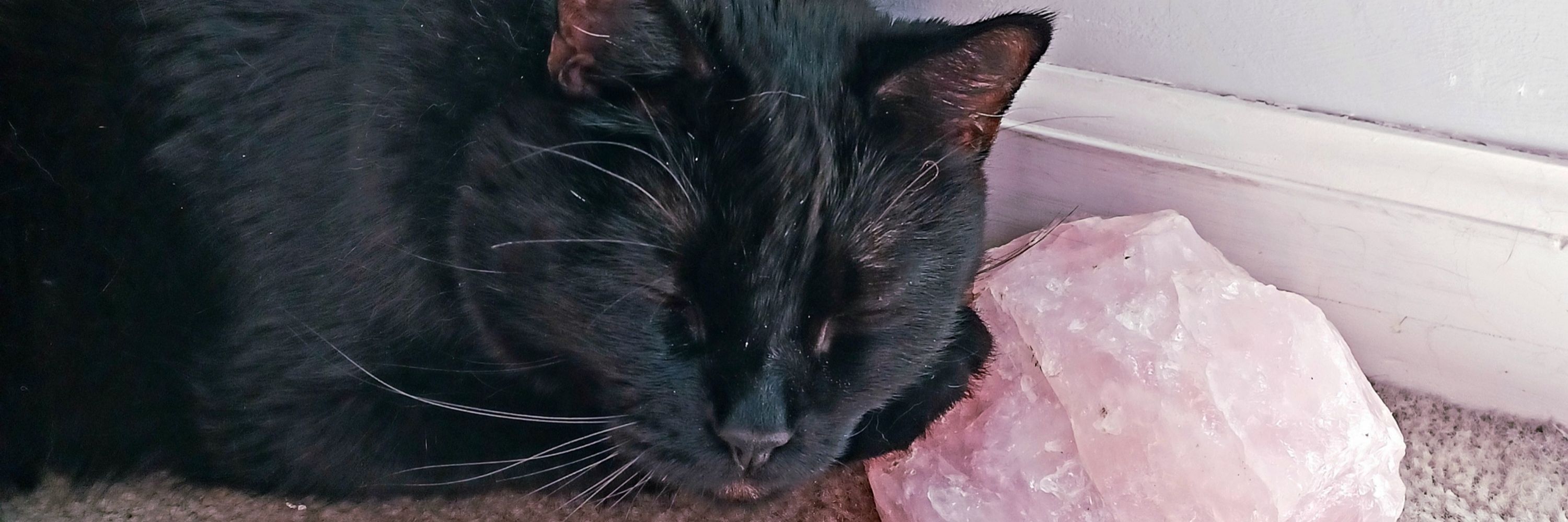 Mrs Dosage🐈‍⬛💙