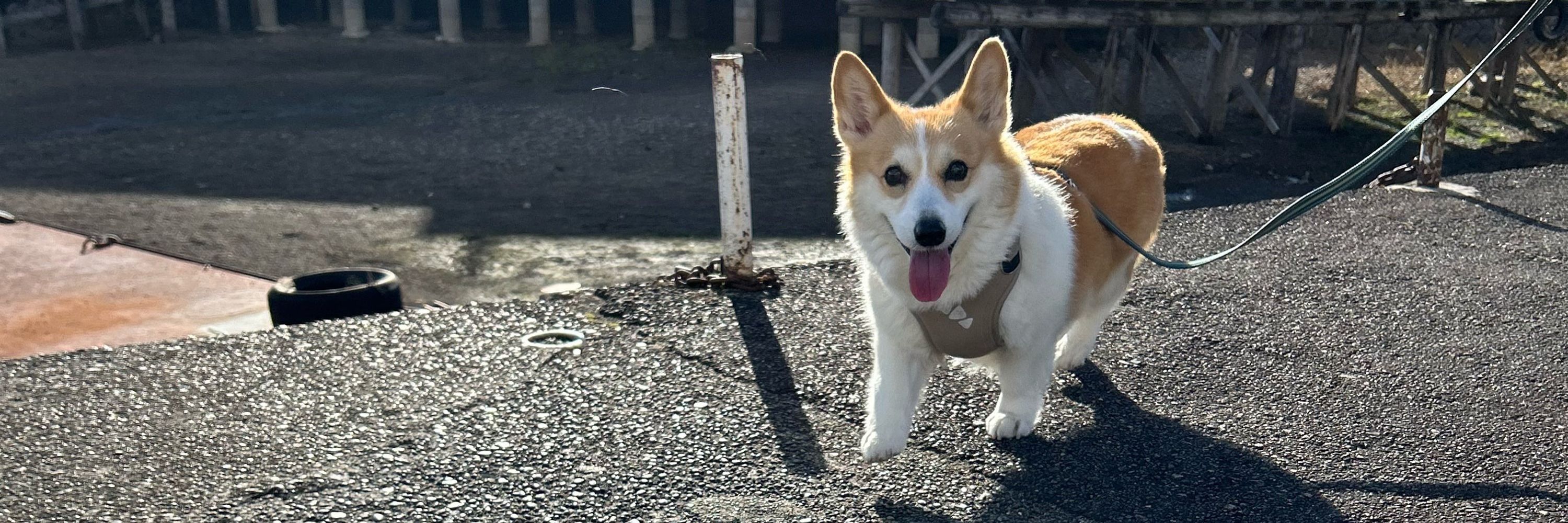 キュアウサコ