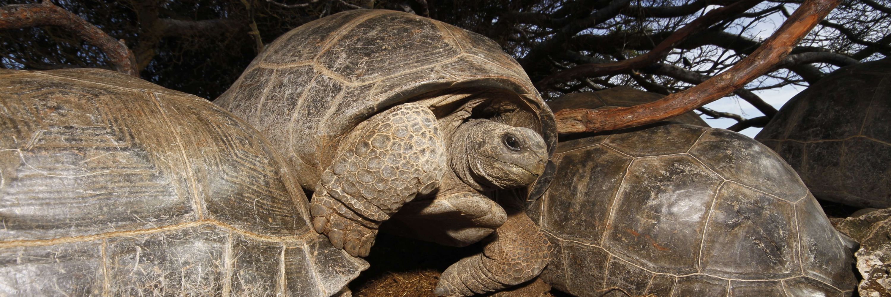 Indian Ocean Tortoise Alliance