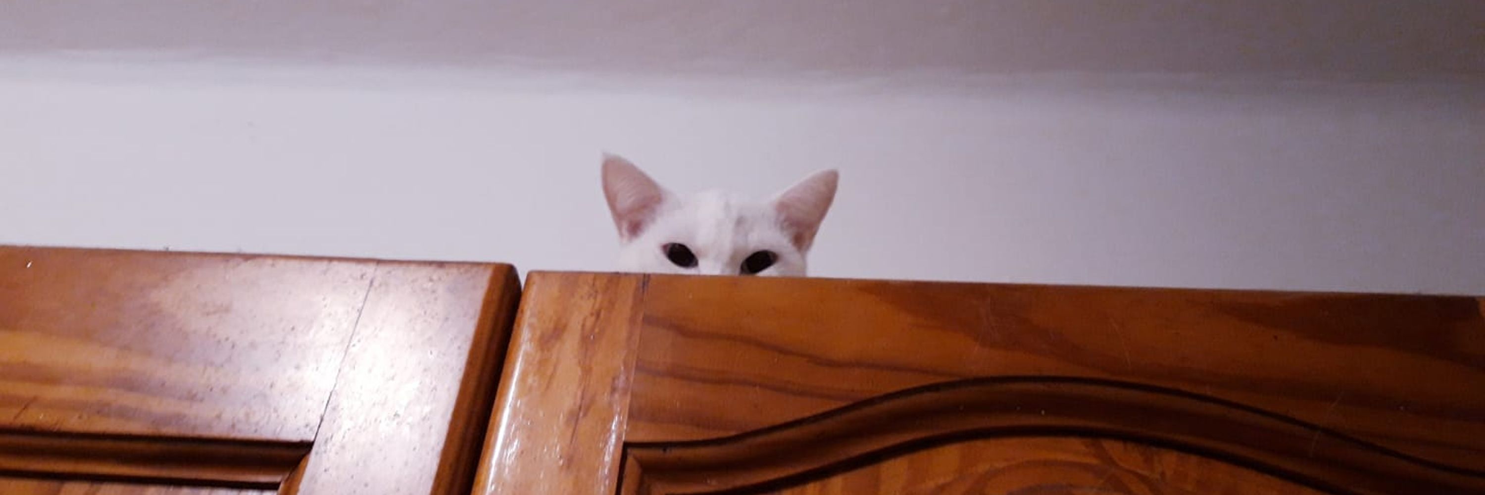 Canarian Cat