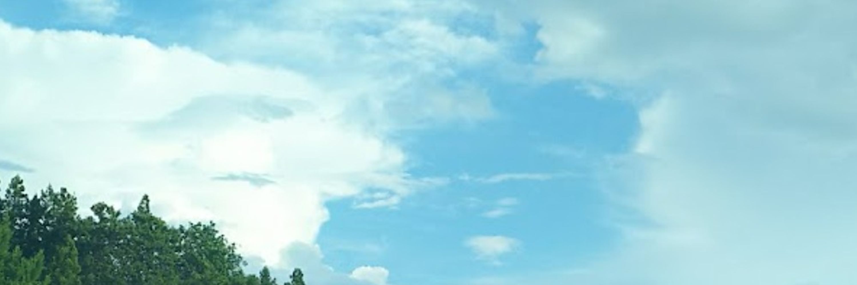 情めちゃ