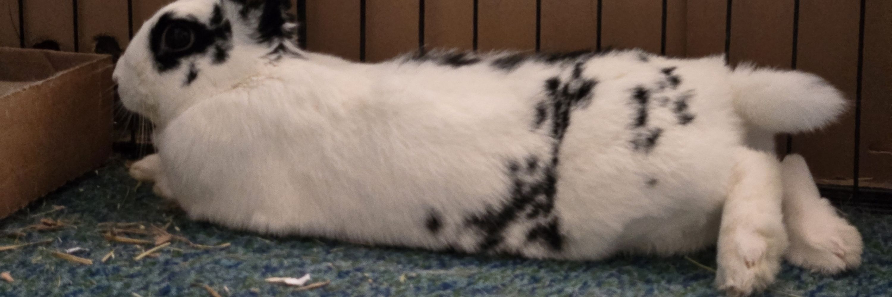 bunny h. jones