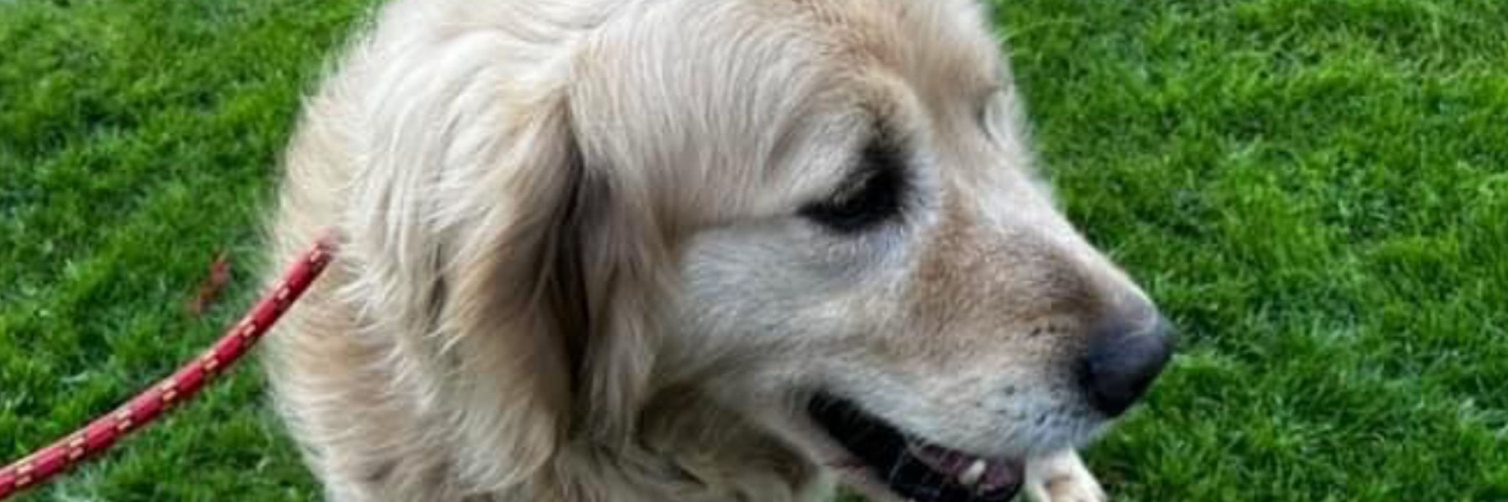 Second Chance Dog Rescue CIC
