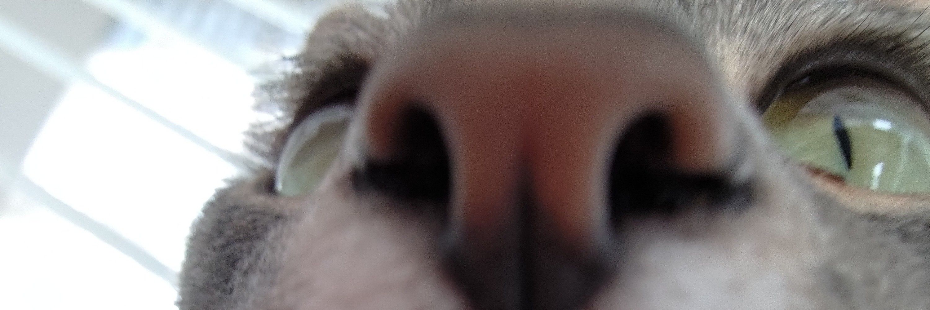 Coldobird 