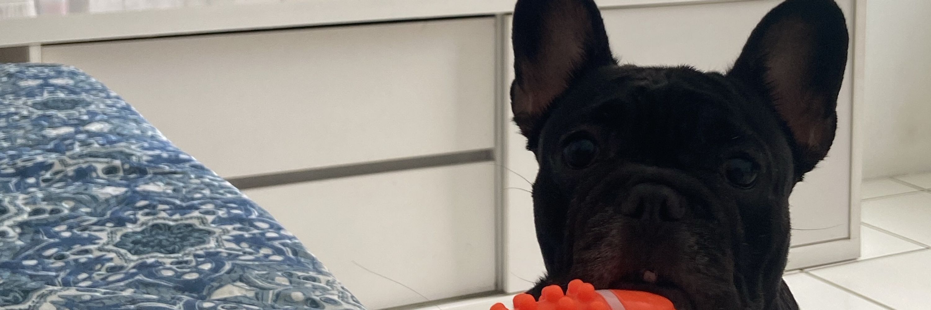 stitch concurseira