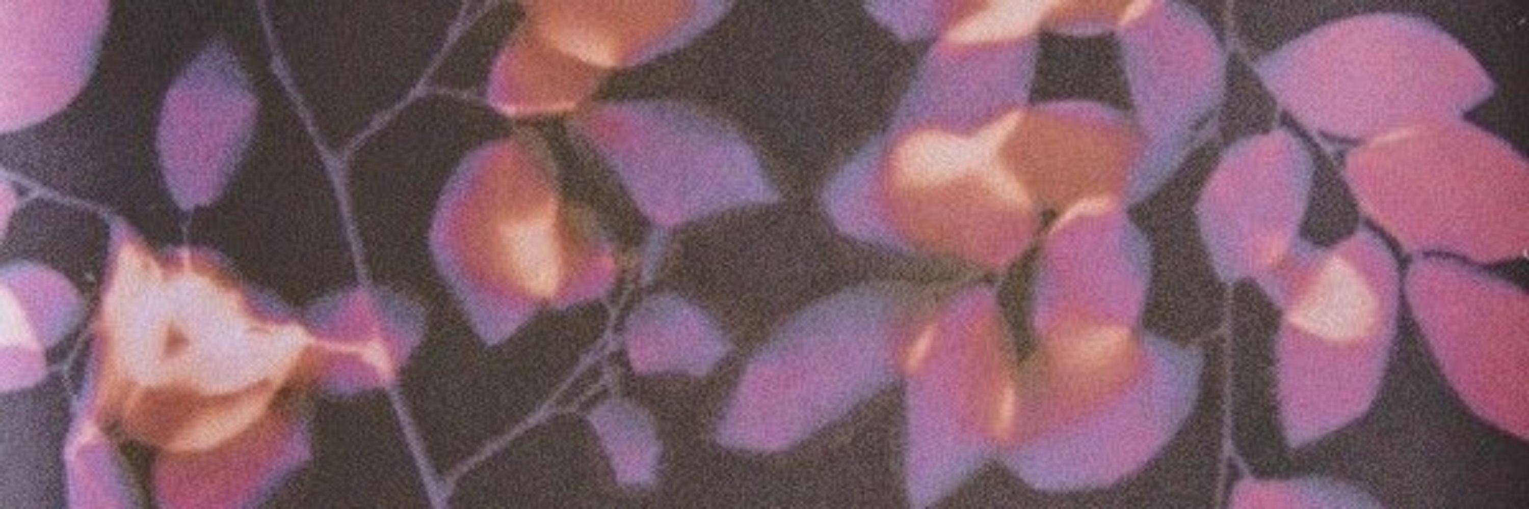 juniper