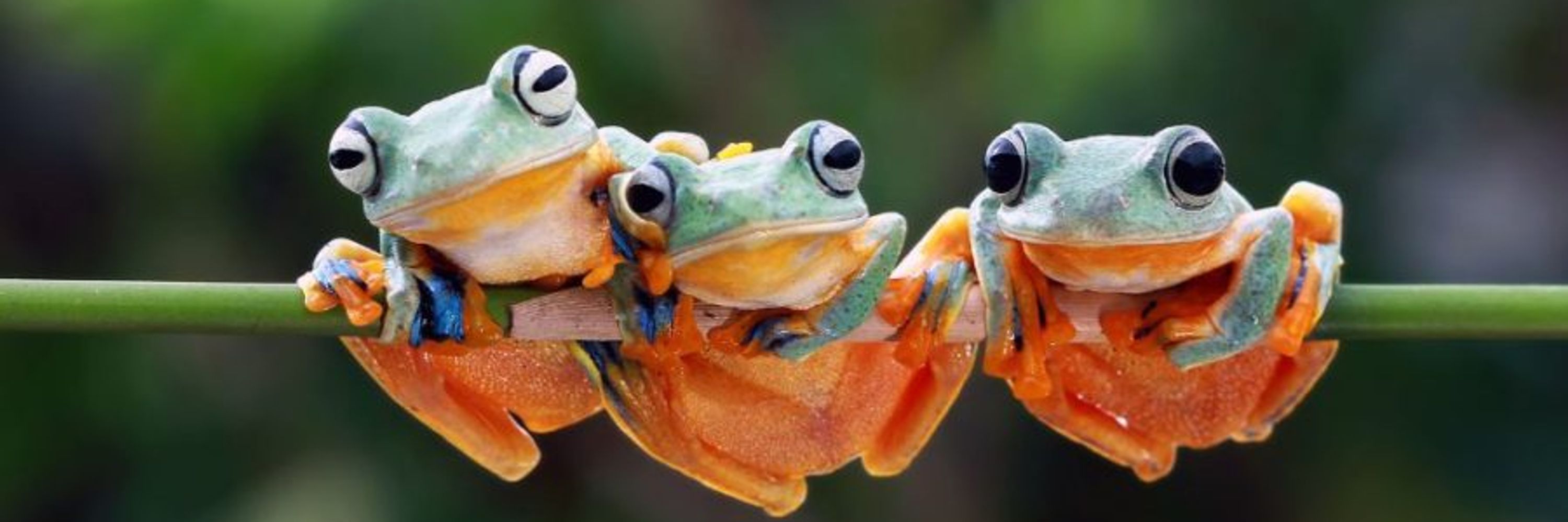 Froggie