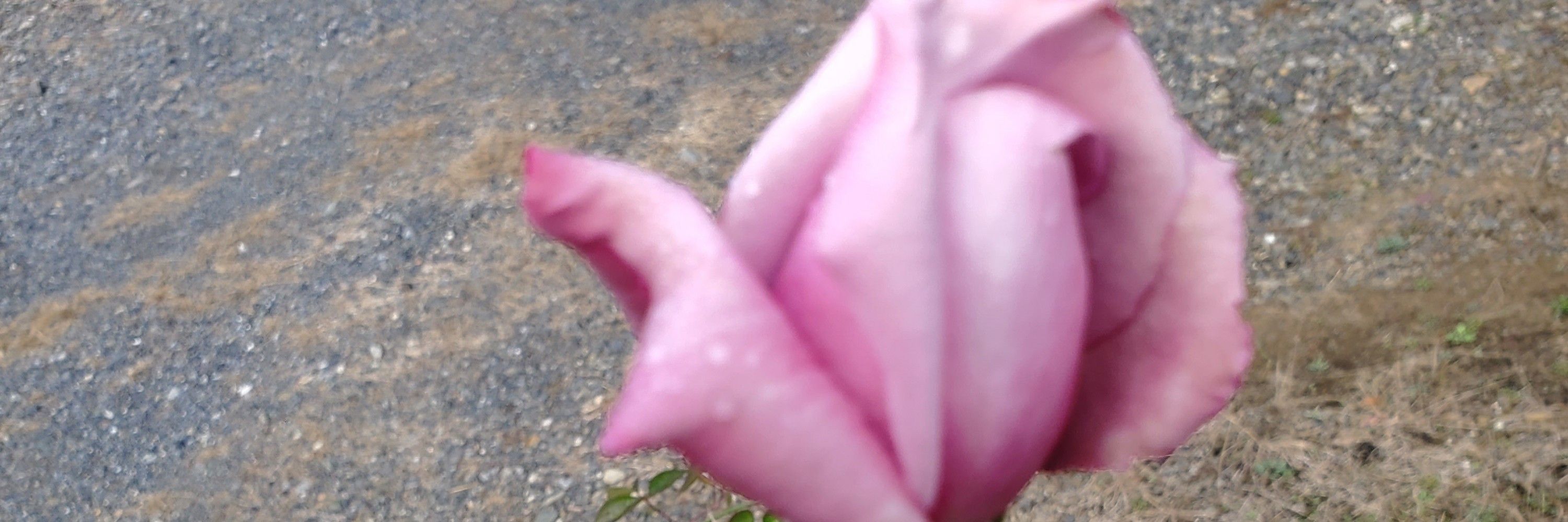 ろぼとみー