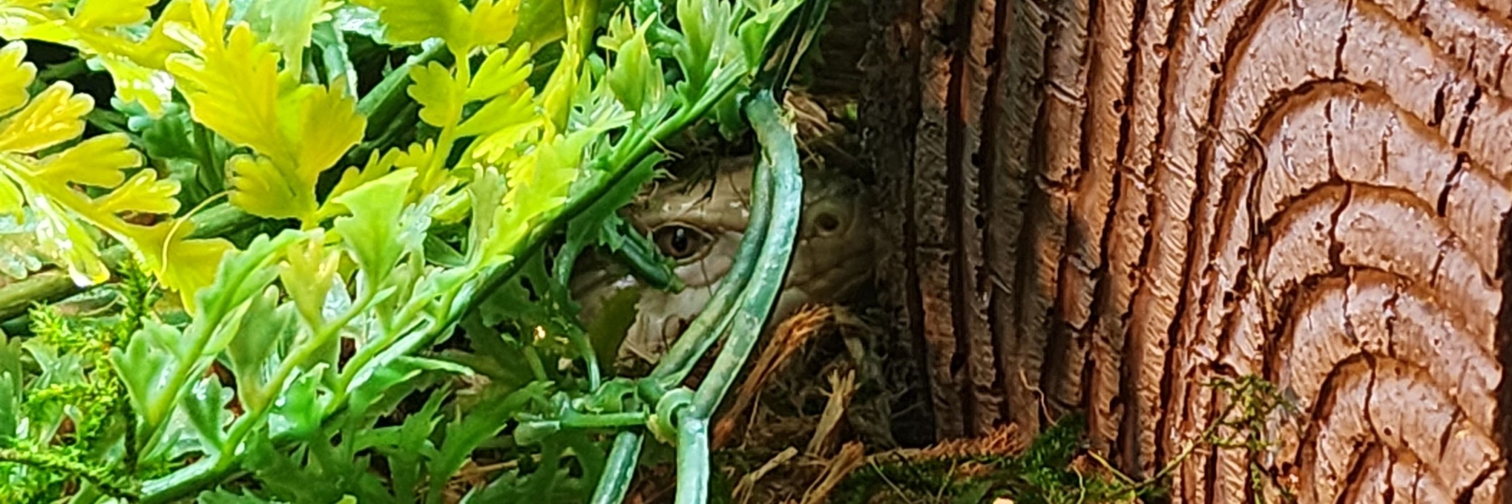 Cuttlefissure (They/Them)