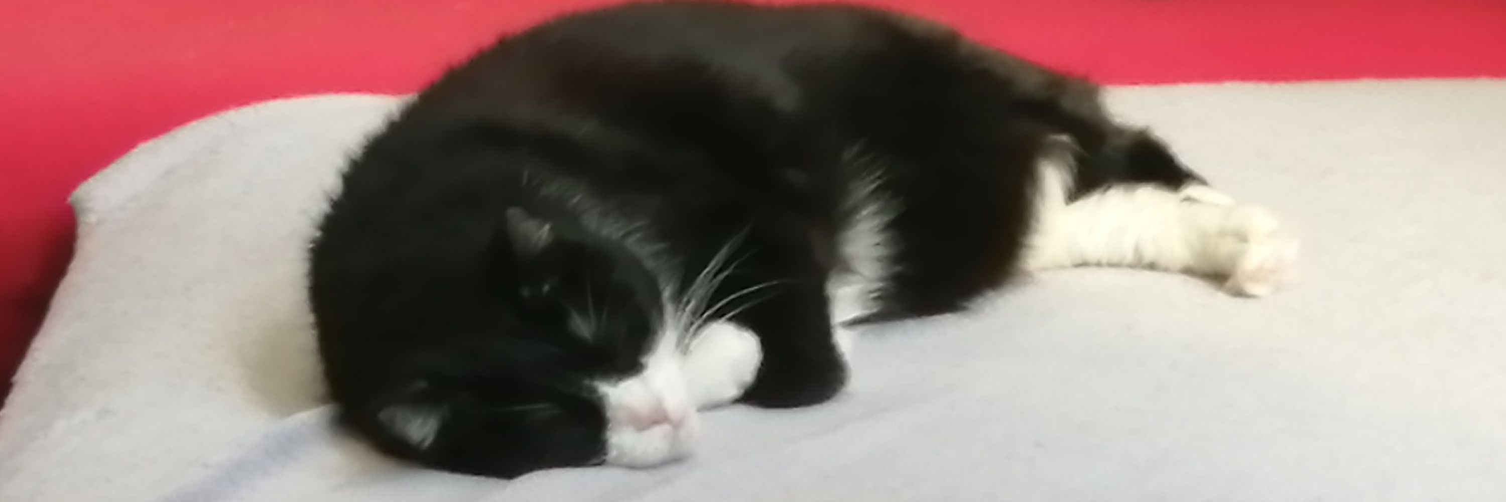 Tina  💚🐈