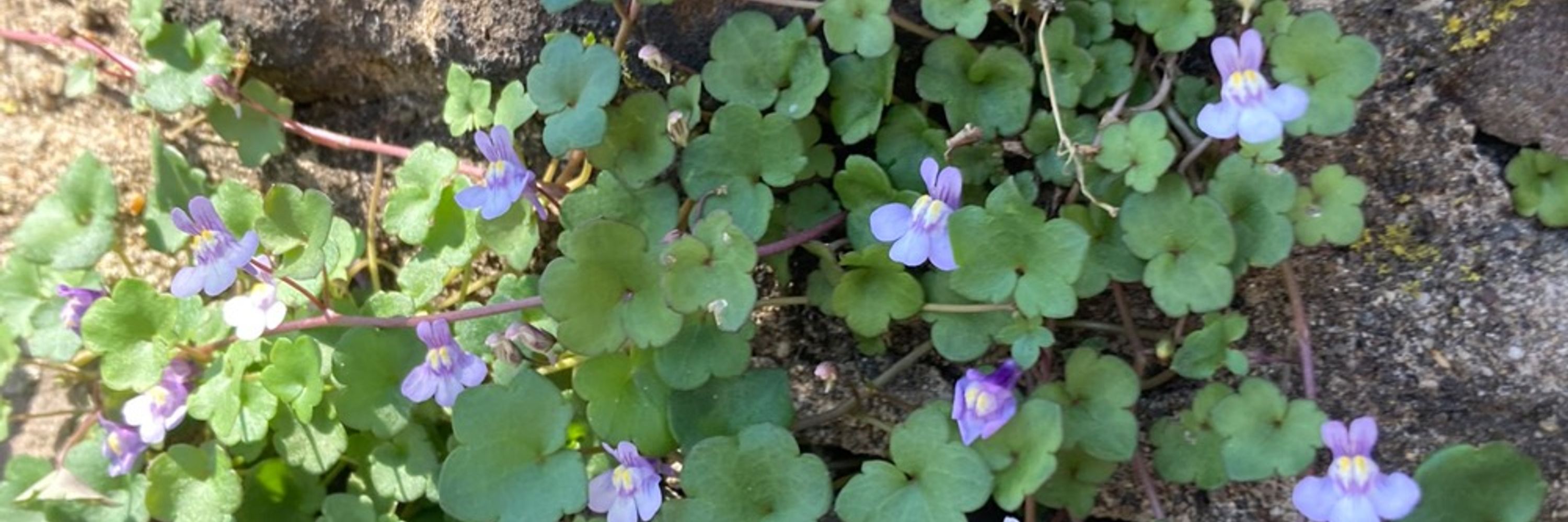 GrovyRose