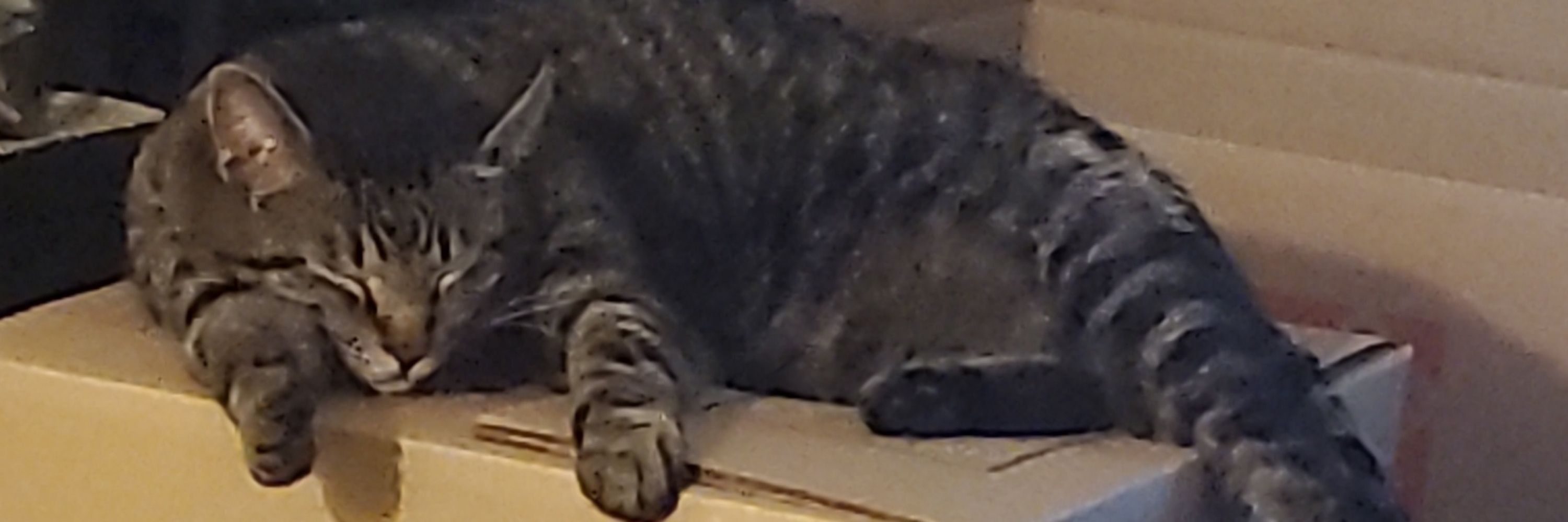 BABABOOWIE