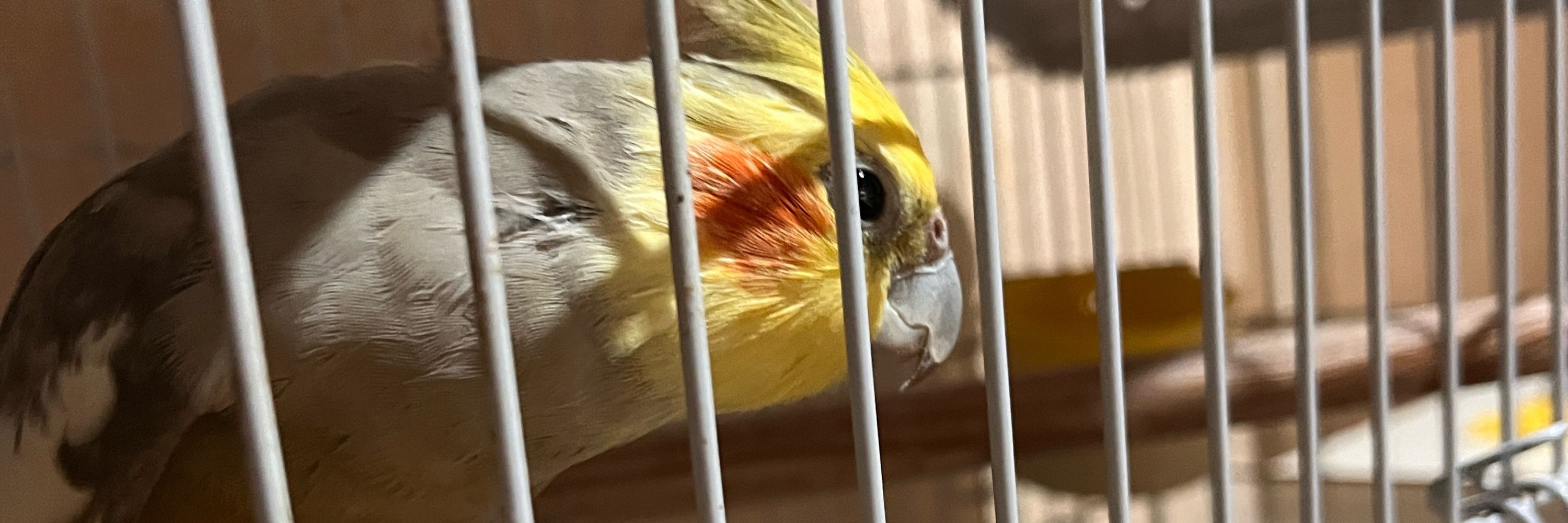 Agatha