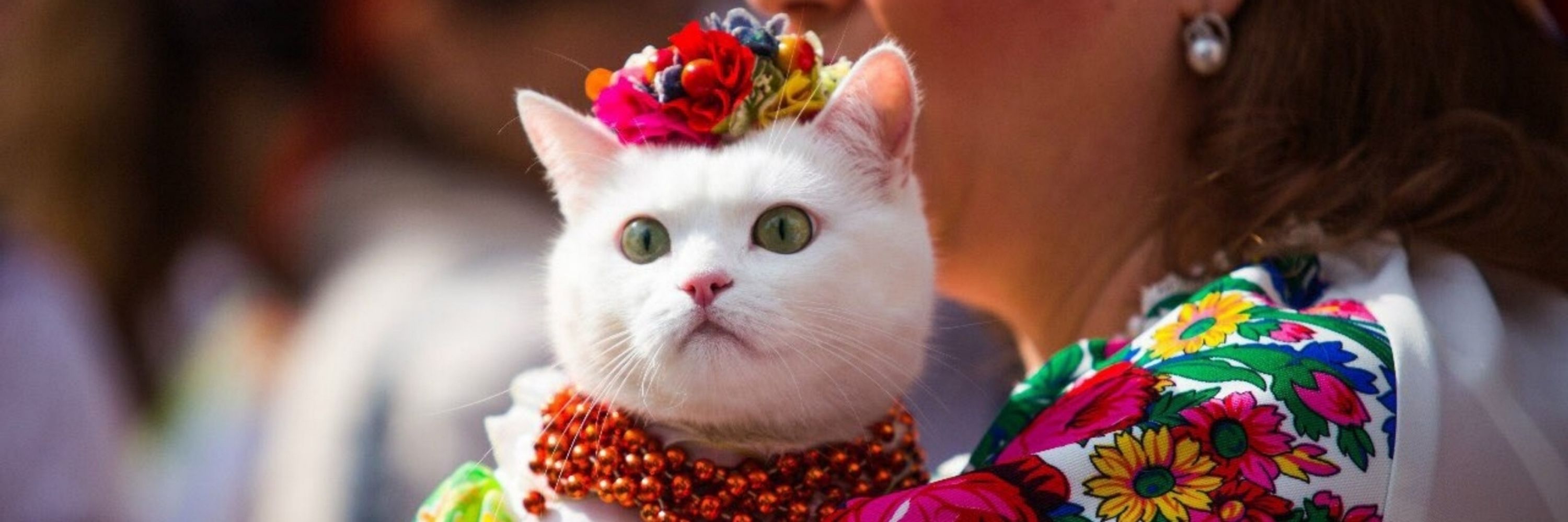 Pinky Cat