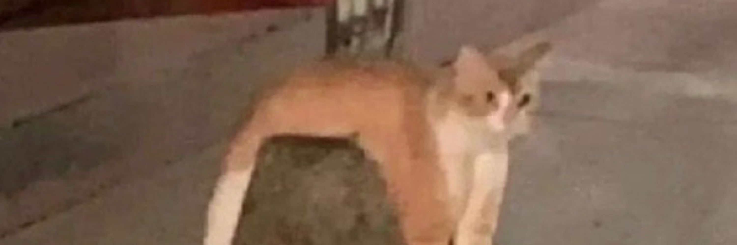 サモア