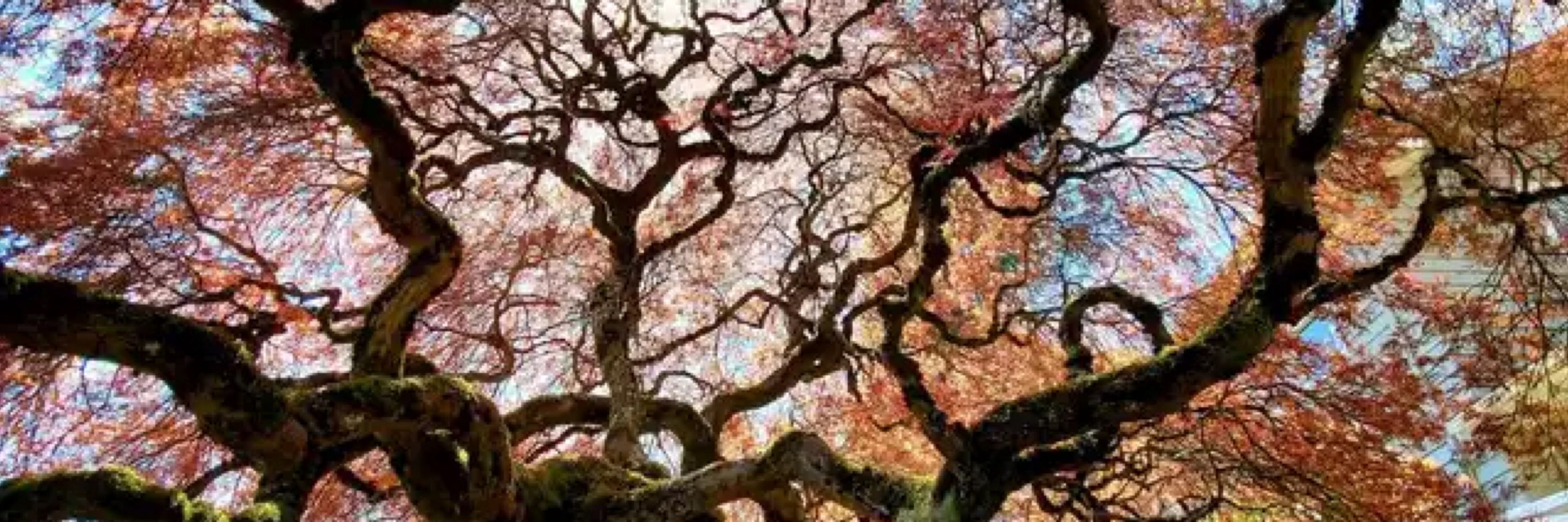 Cypress