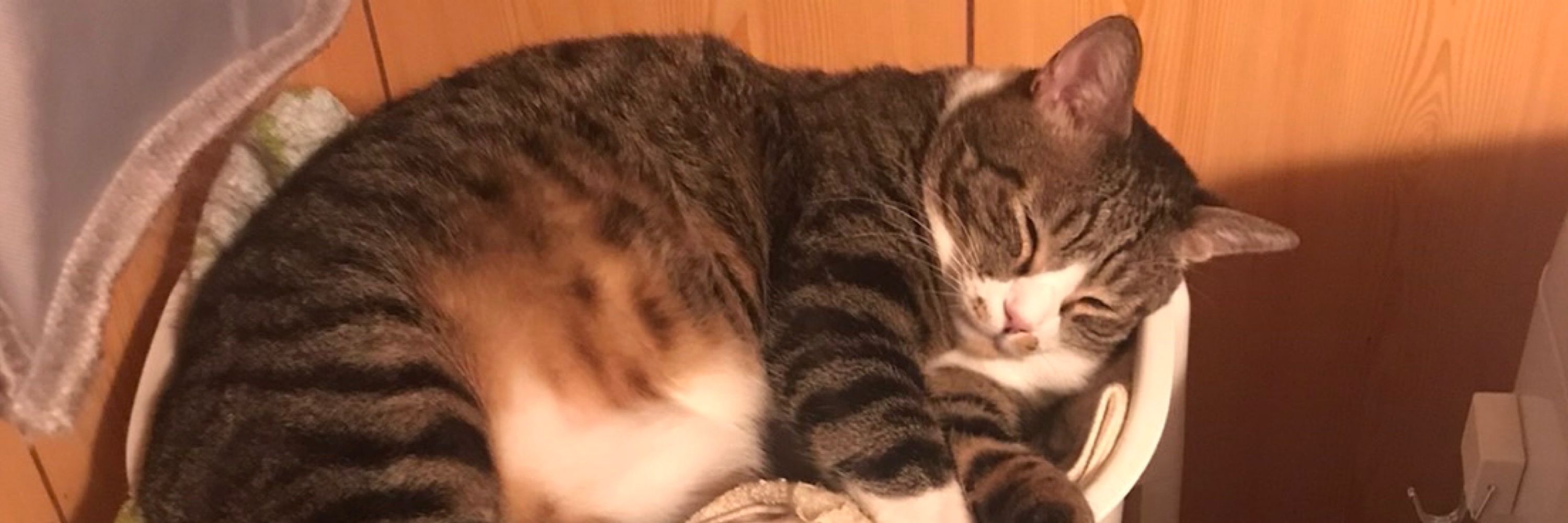 なべやき
