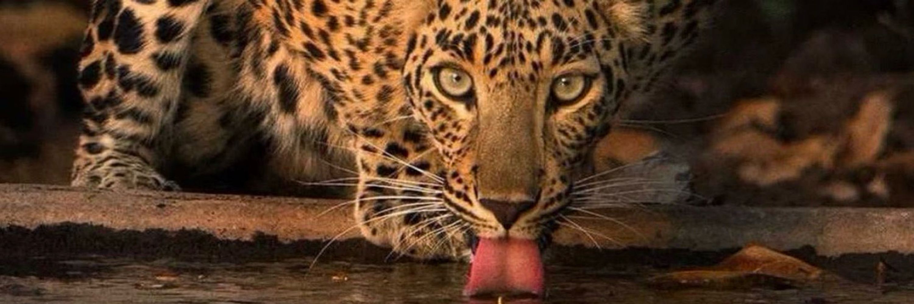 🐆