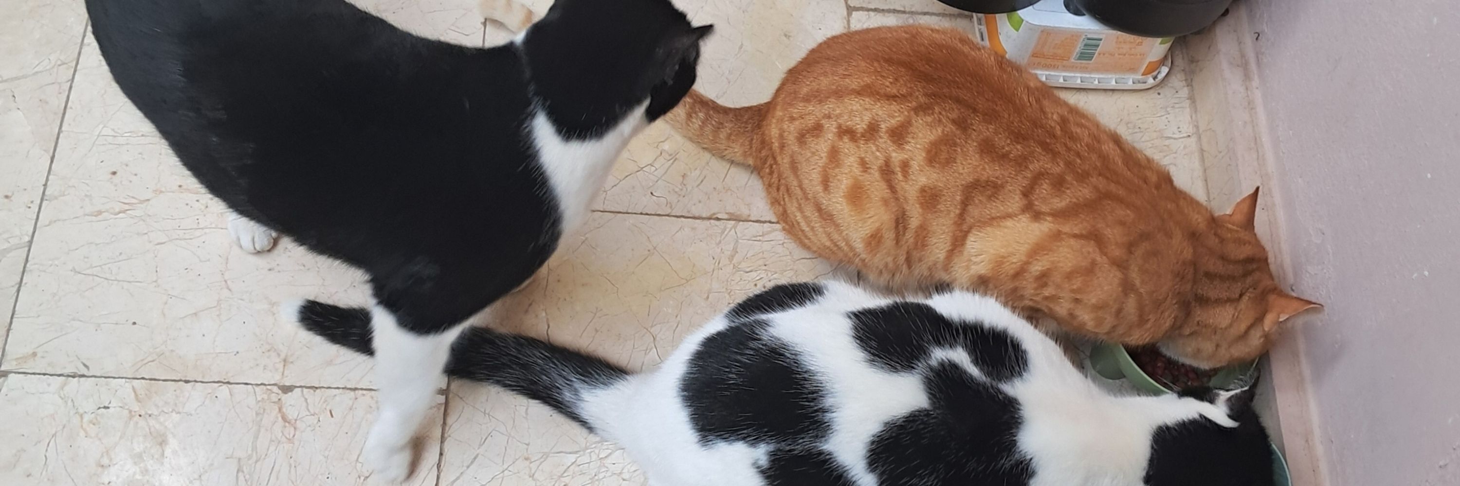 BirGünTekBaşına