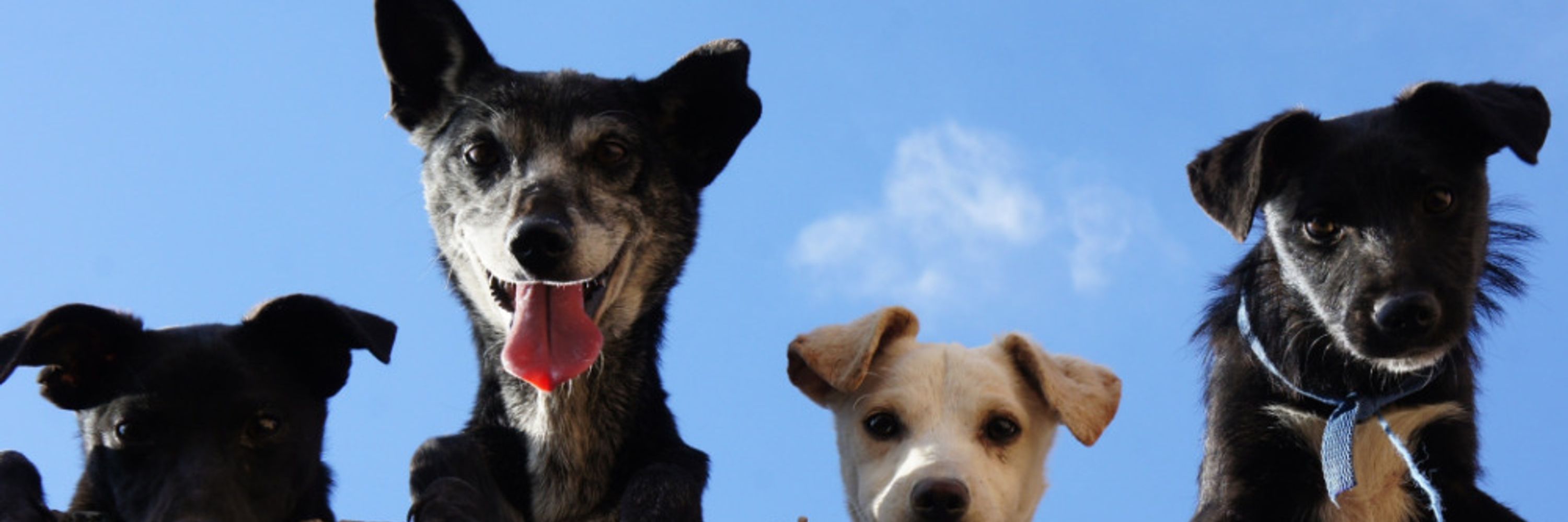ManyDogs Project