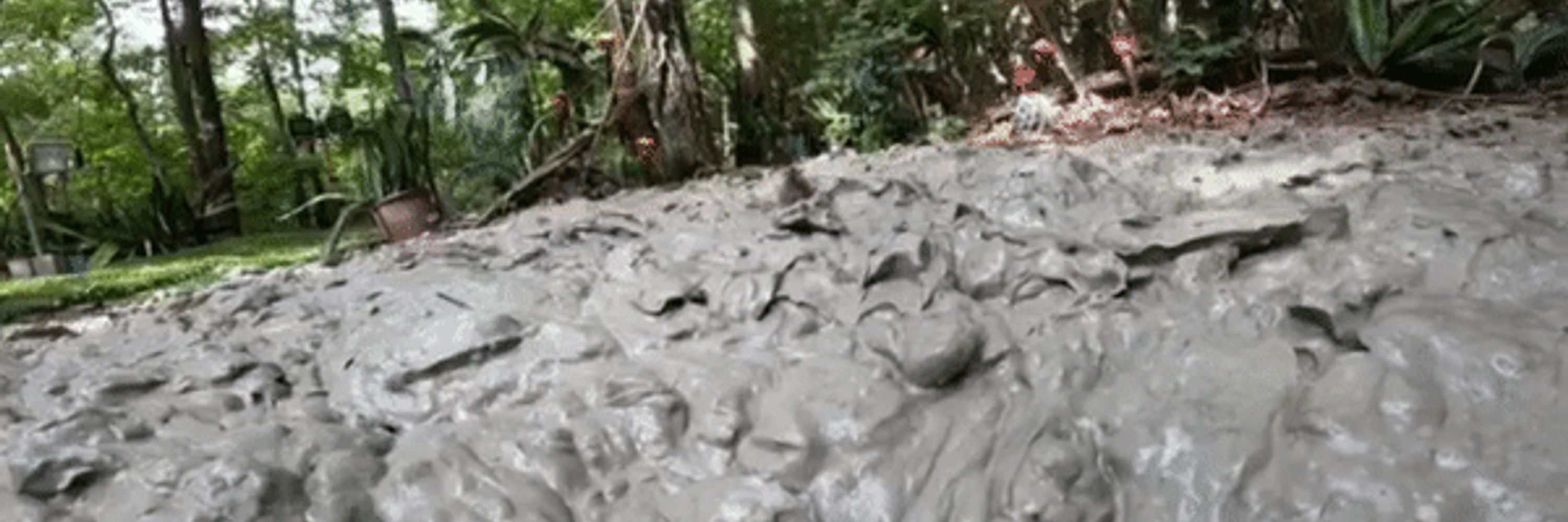 Mud Shark