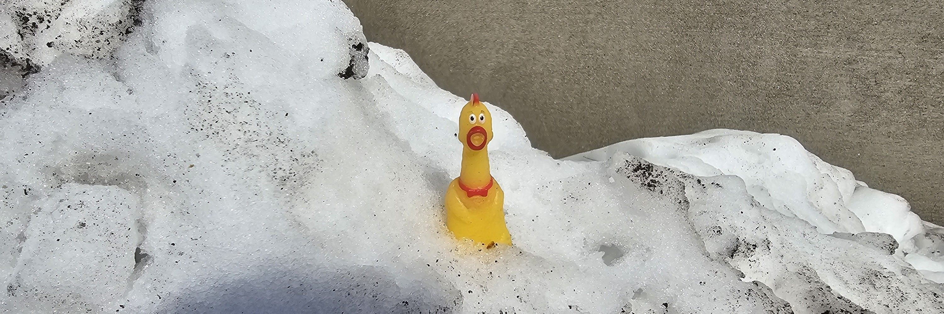 ねぎ