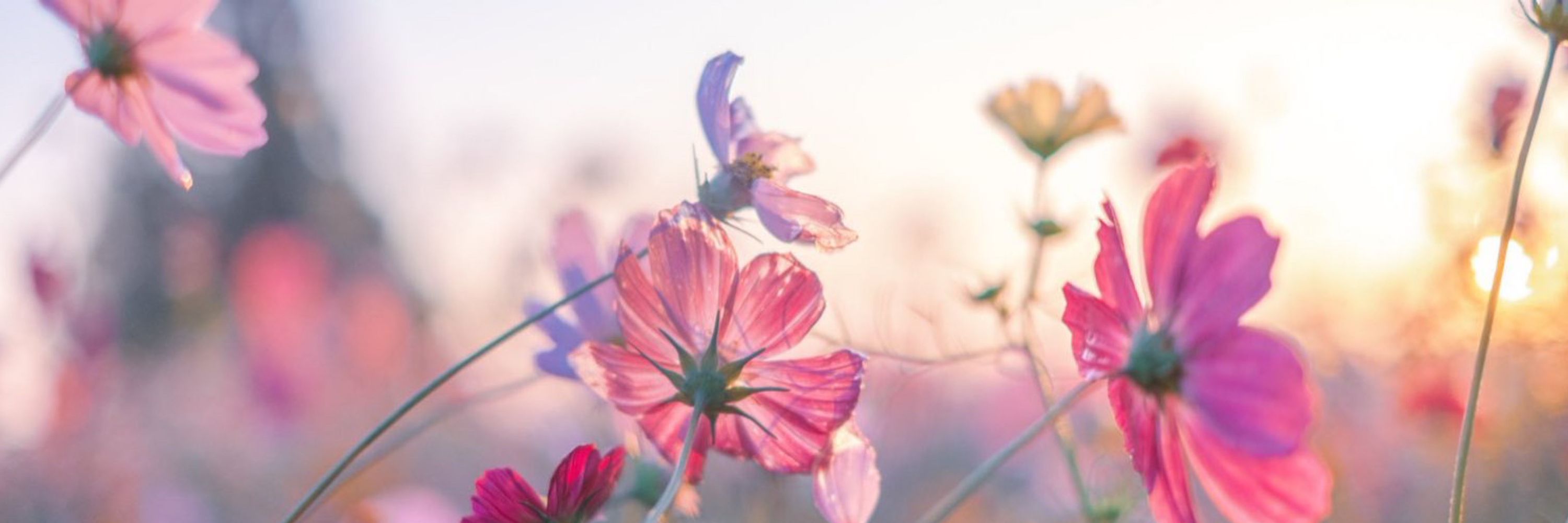 お花❄️🌸🎧
