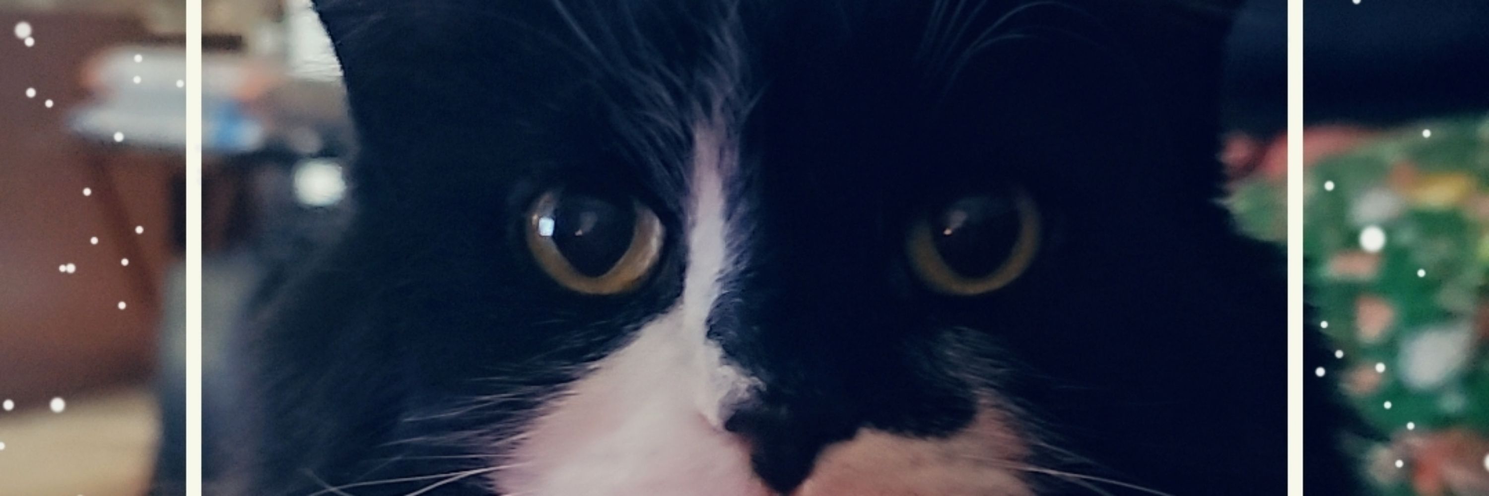 Lladybugglv