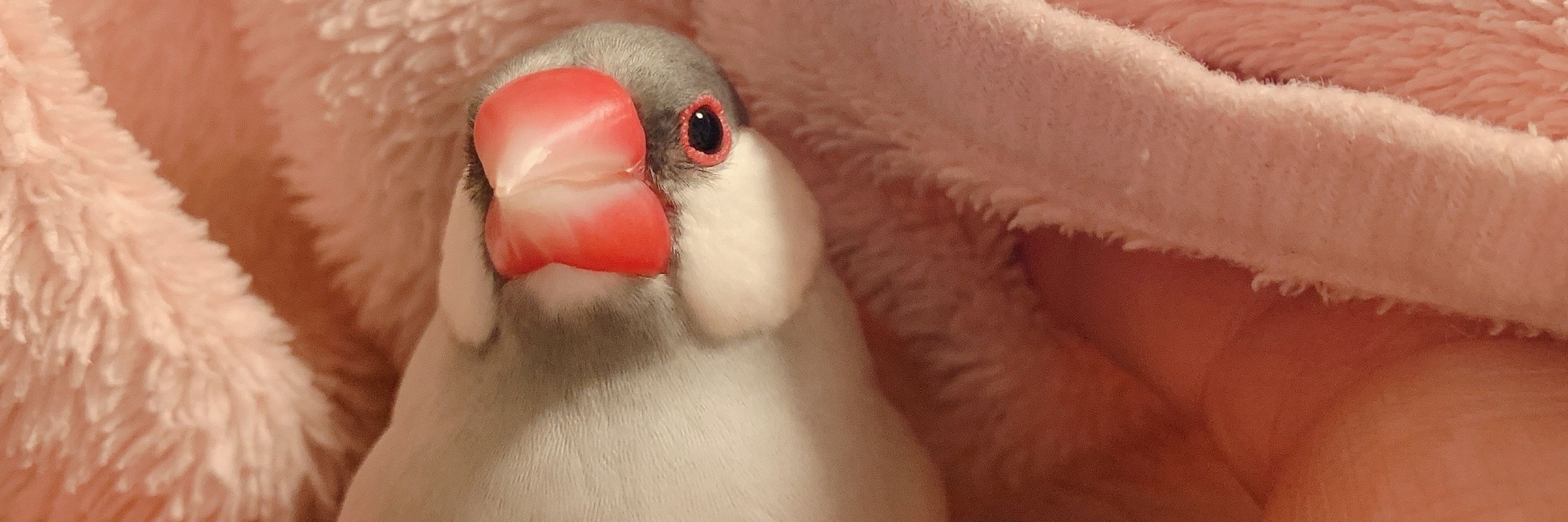 ち子
