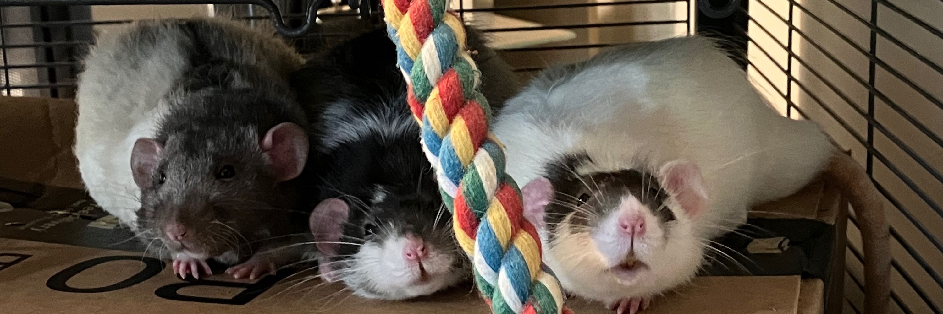 Kit🐭🏳️‍🌈