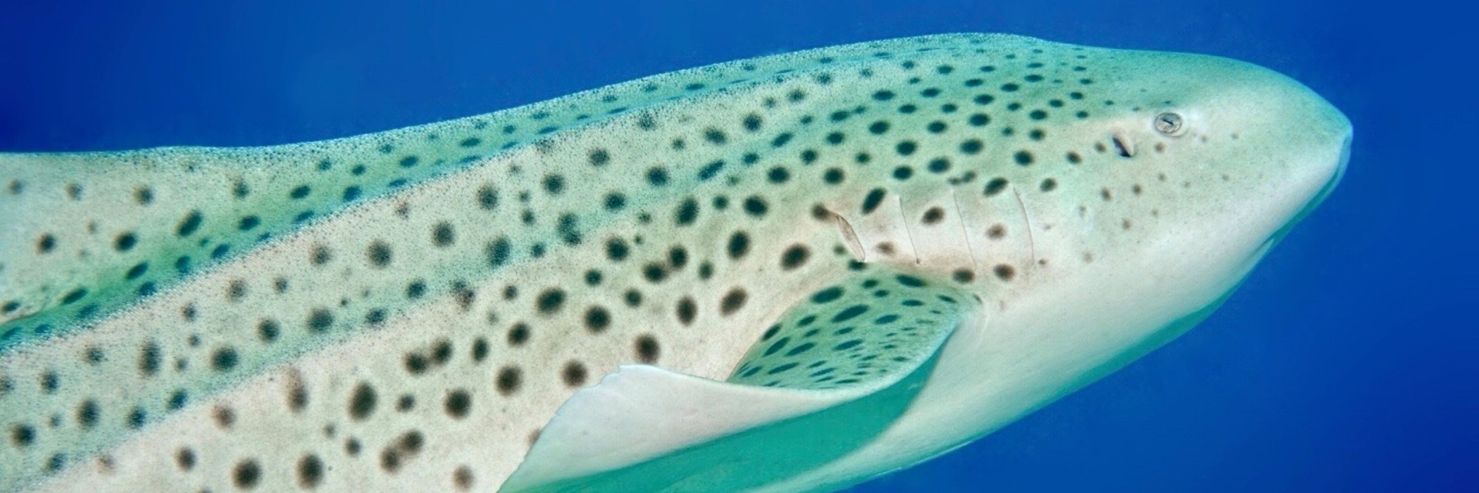 MirkoDiving Cancun