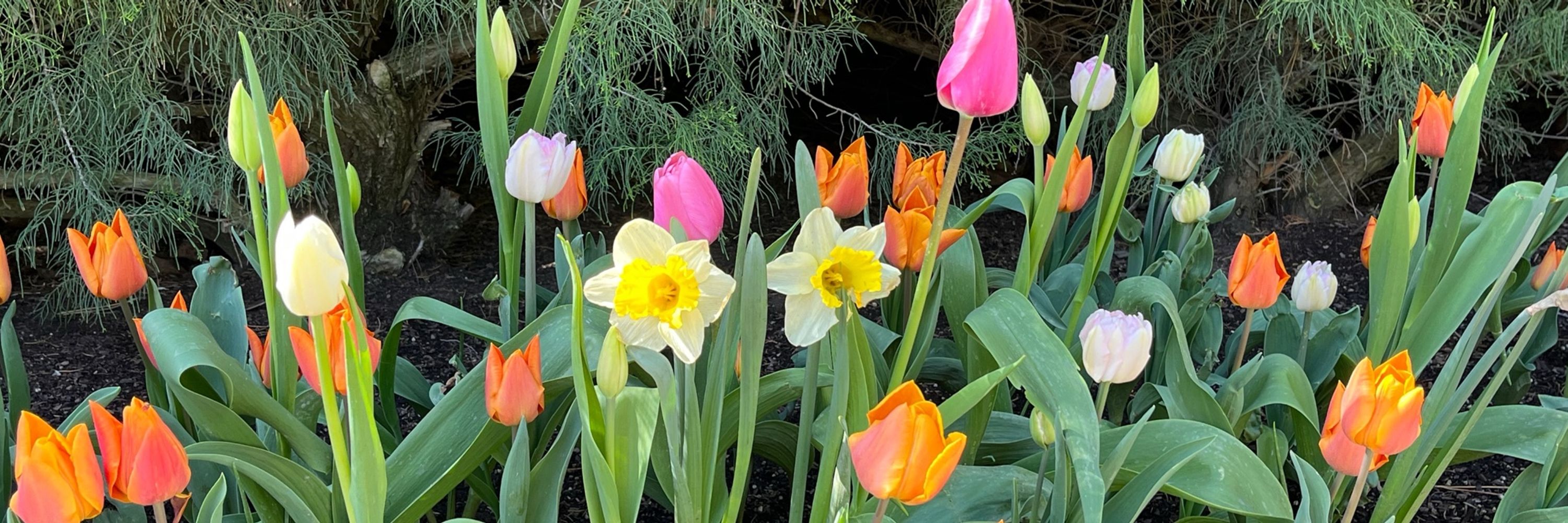 Em’s Garden
