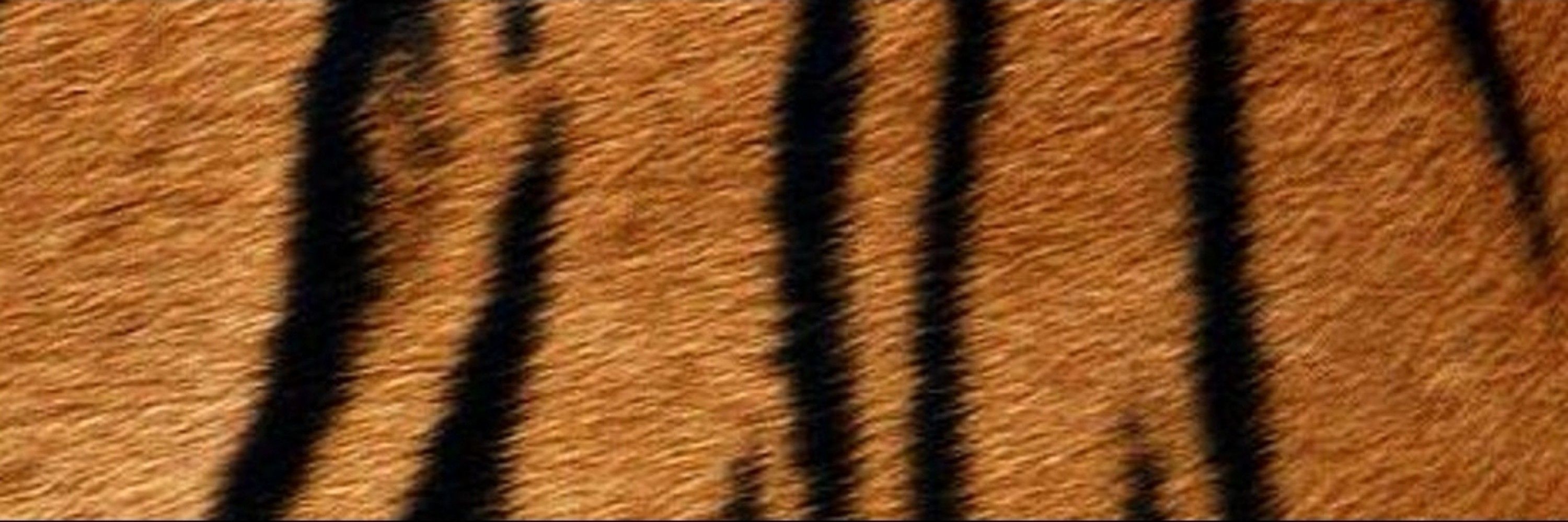 Gaizka Tiger
