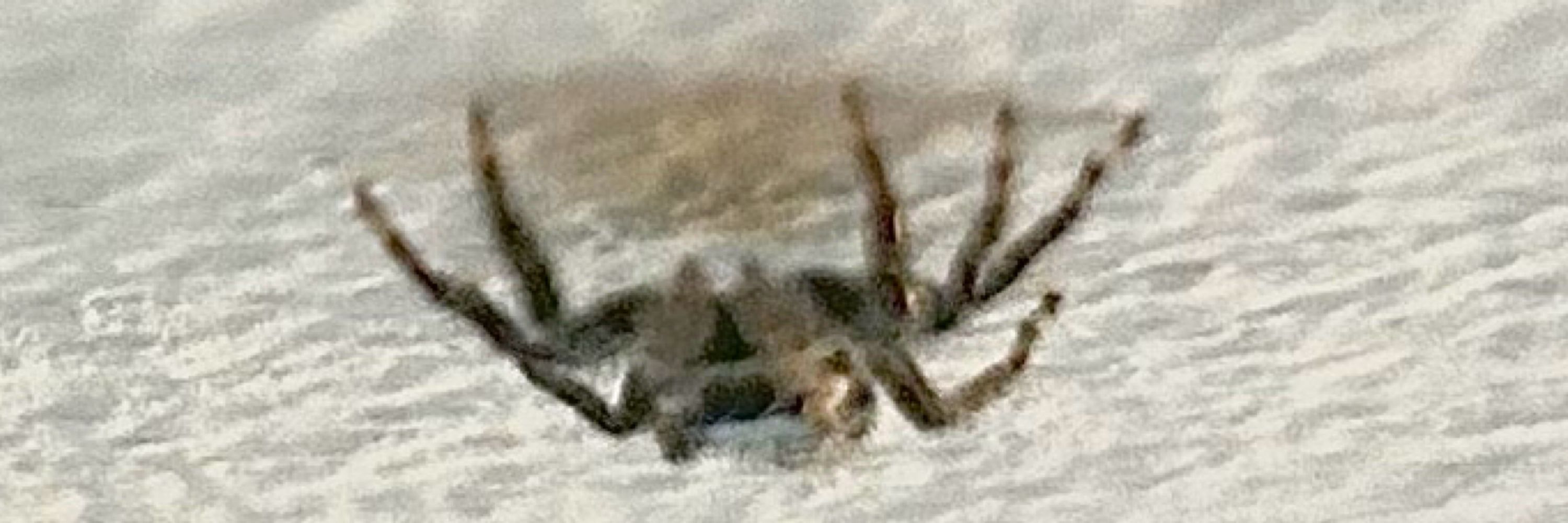 small enemy spider