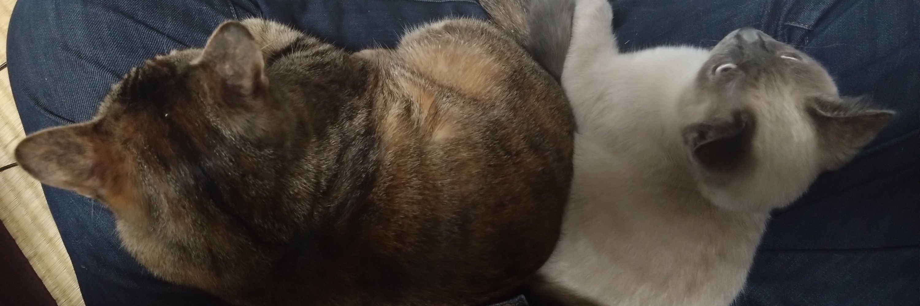 かおるじゃが