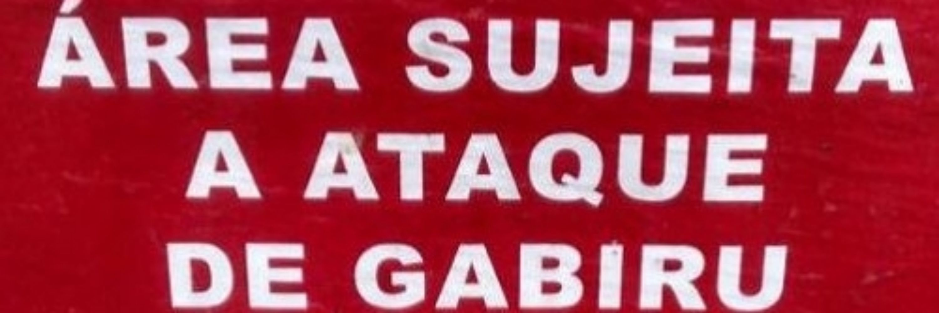 gabiru