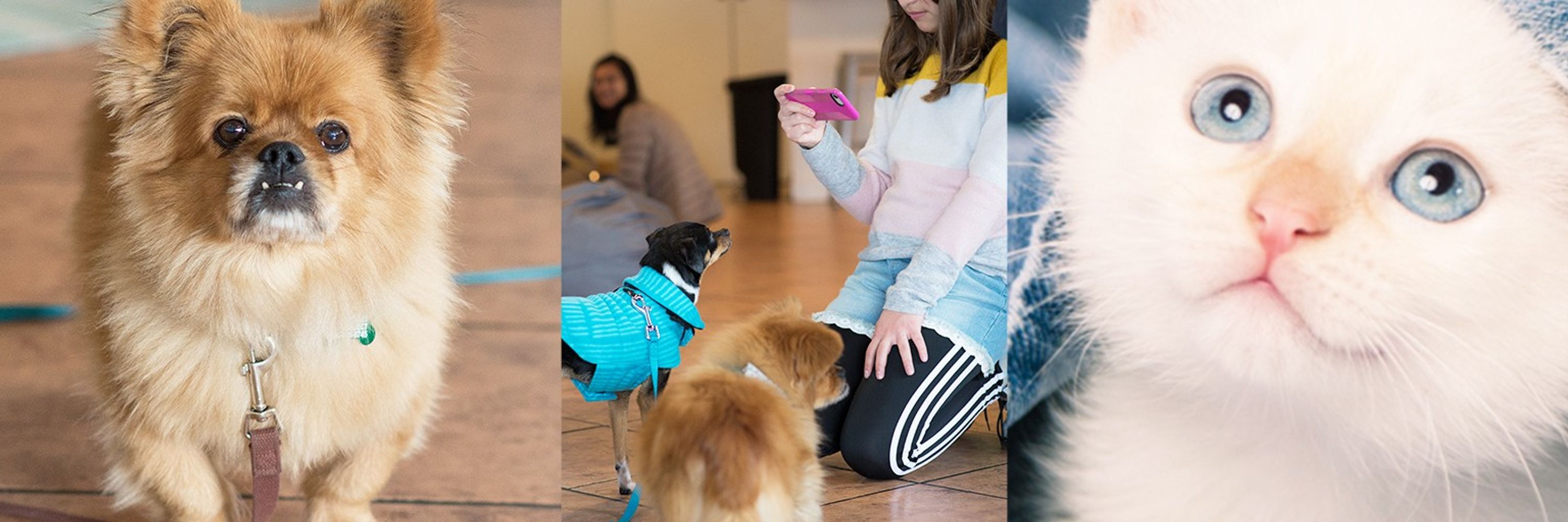 Silicon Valley Pet Project