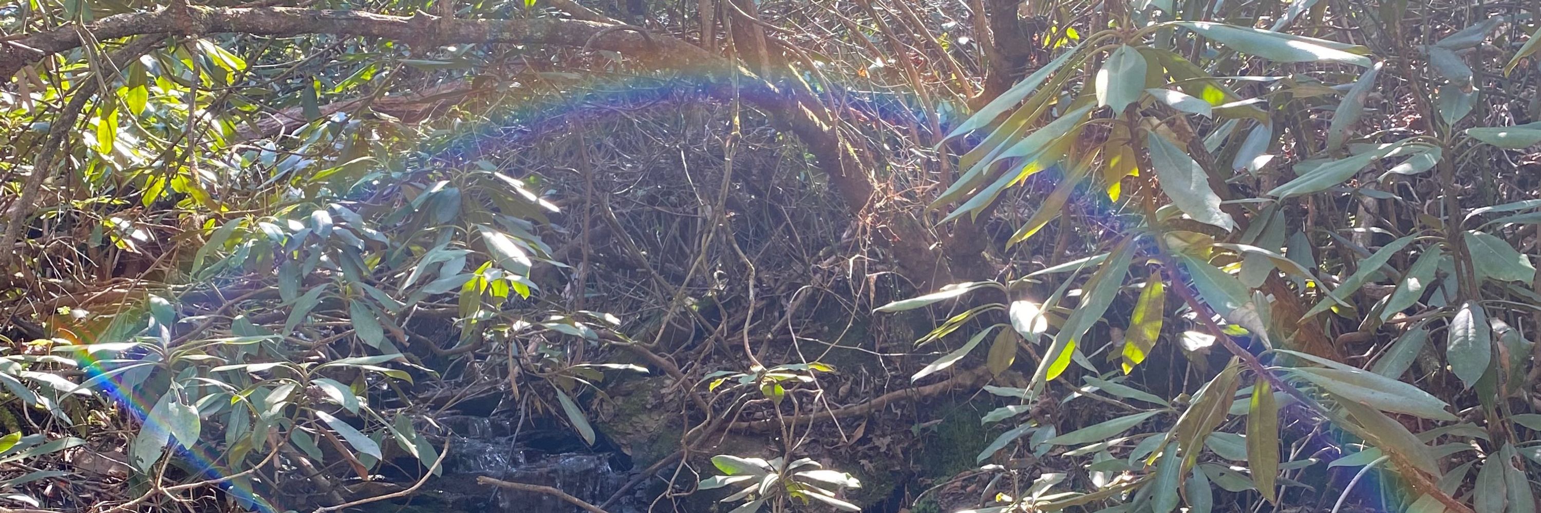 babbling brook