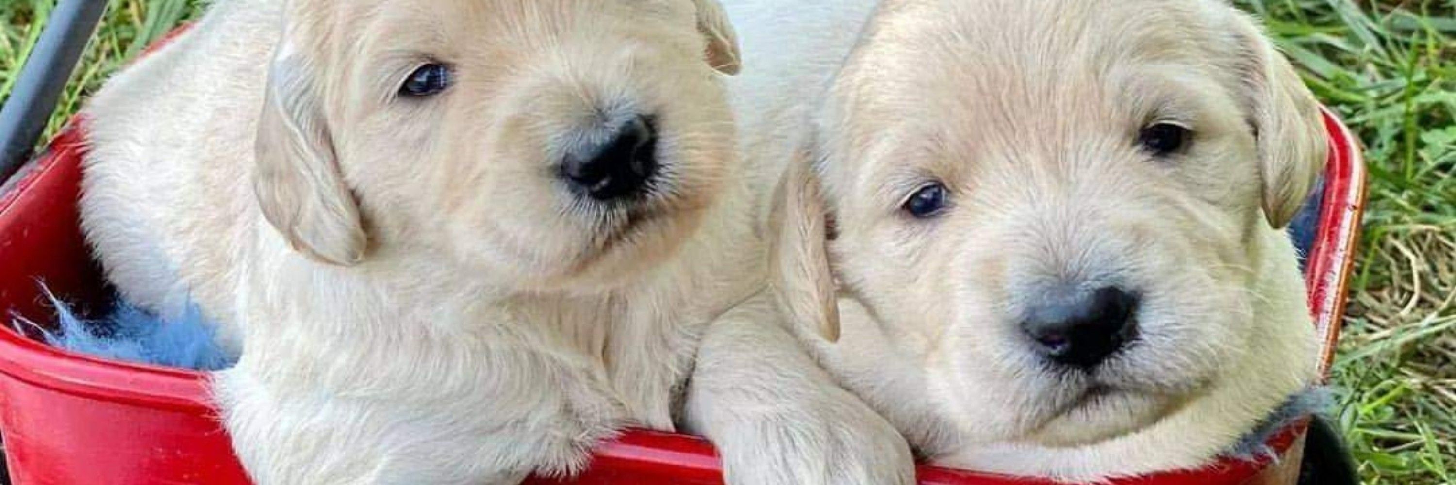 ADORABLE GOLDEN RETRIEVER PUPPIES FOR ADOPTION AND REHOMING 