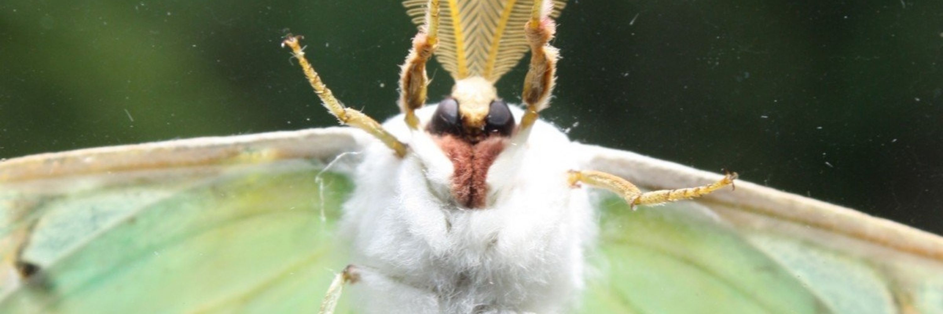 MothNes