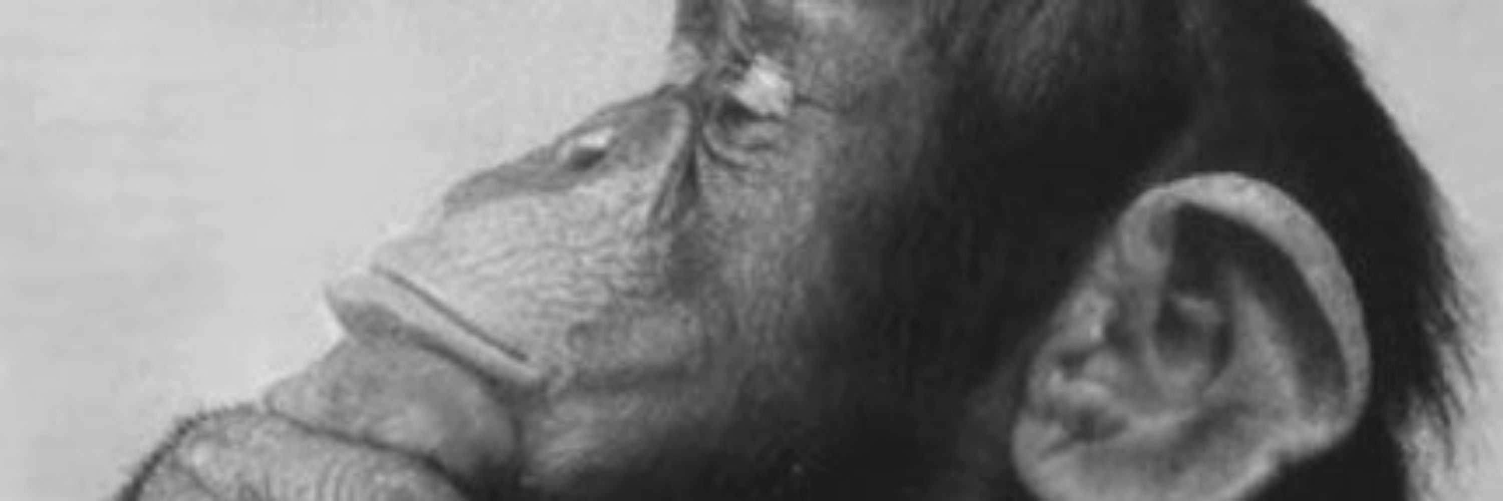 Macaquinho Monge Arrigoni ♾️