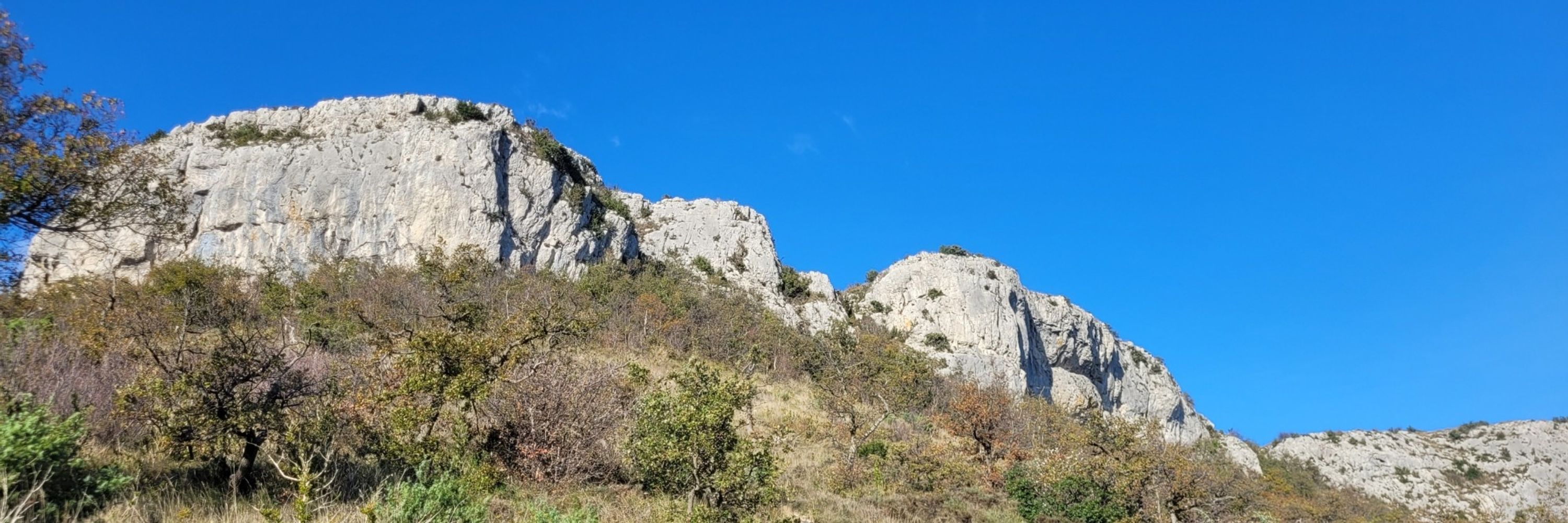 Ticarrot