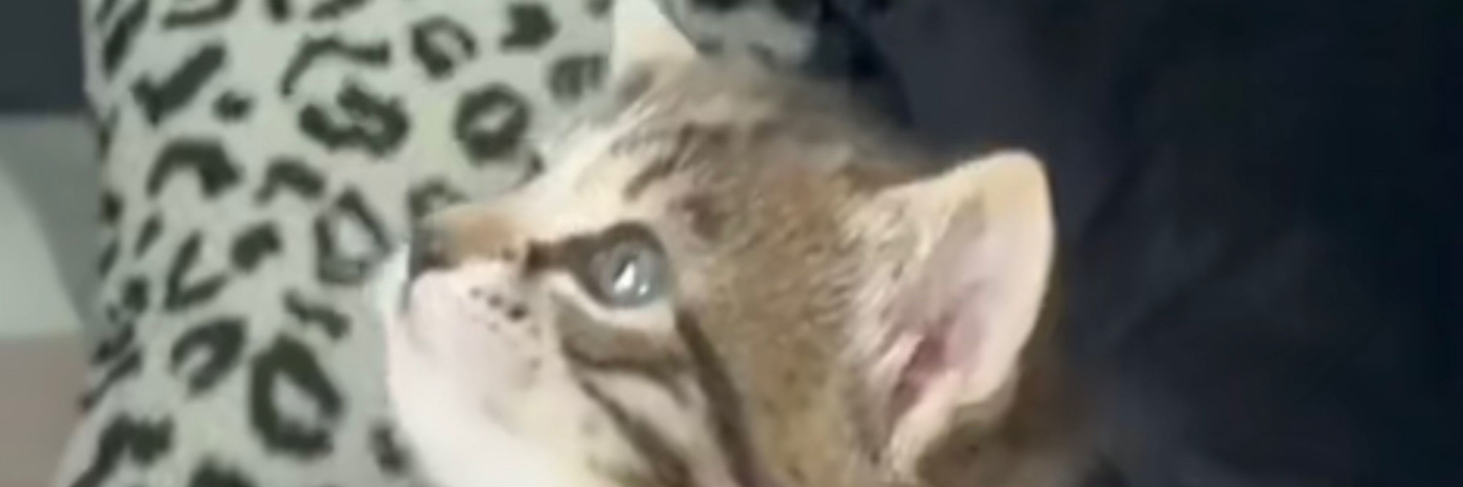 negf